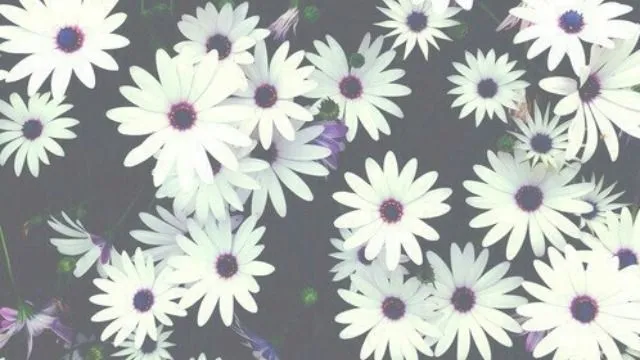 sin petalos | Tumblr