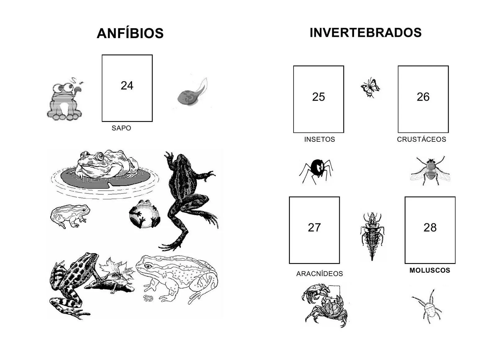 Atividade Infantil: ANIMAIS VERTEBRADOS E INVERTEBRADOS ... Atividade Infantil: ANIMAIS VERTEBRADOS E INVERTEBRADOS ...