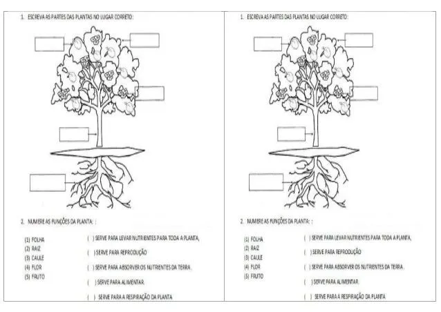 atividades-partes-da-planta-1- ...