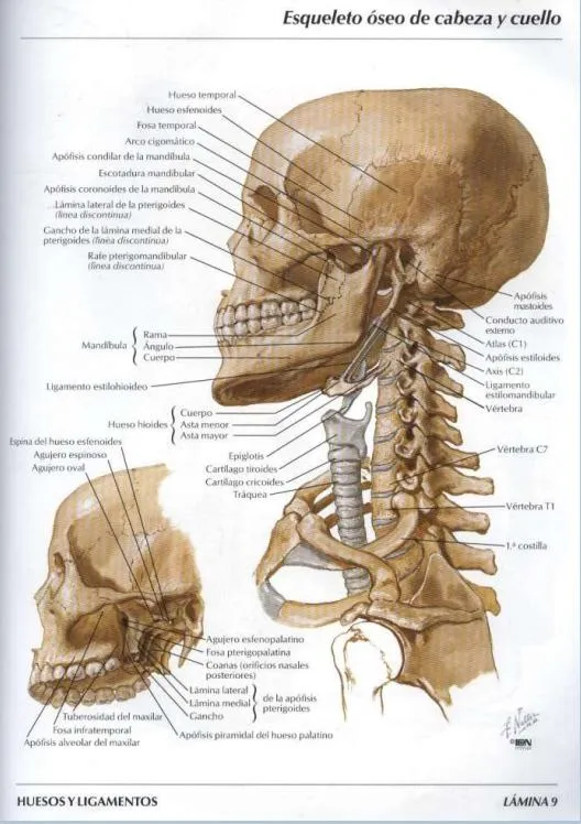 Atlas De Anatomia Humana 4º Edicion [Netter] [castellano] PDF ...