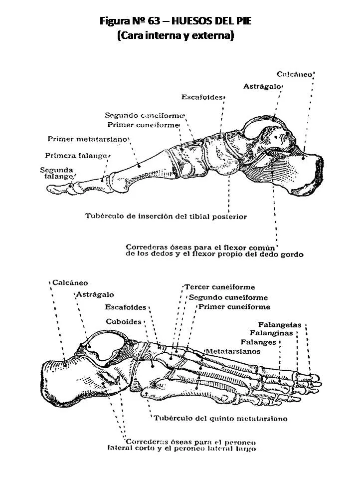 ATLAS DE ANATOMÍA HUMANA: 63. HUESOS DEL PIE, CARAS INTERNA Y EXTERNA. ATLAS DE ANATOMÍA HUMANA: 63. HUESOS DEL PIE, CARAS INTERNA Y EXTERNA.