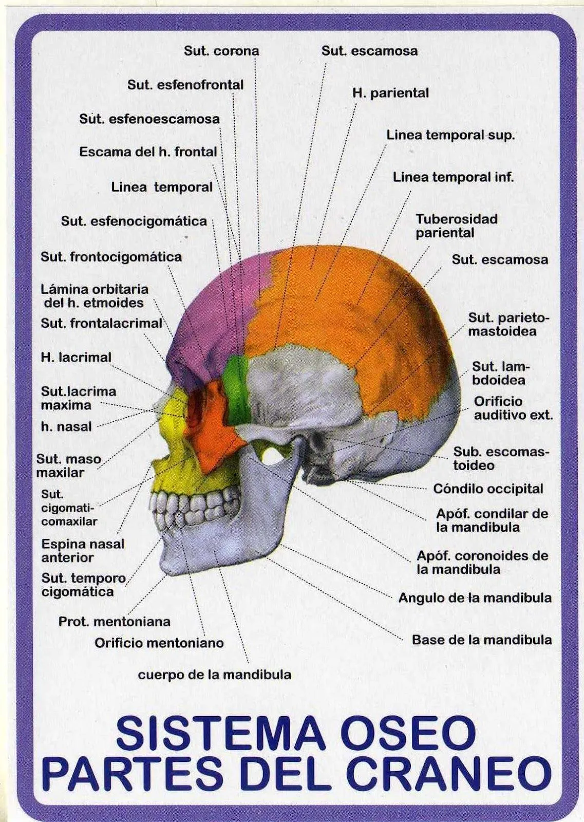 ATLAS DE ANATOMÍA HUMANA: SISTEMA OSEO - PARTES DEL CRÁNEO ATLAS DE ANATOMÍA HUMANA: SISTEMA OSEO - PARTES DEL CRÁNEO