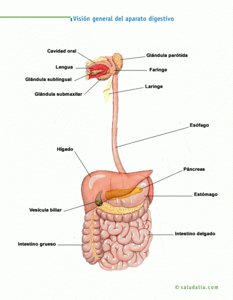 Atlas anatómico. Información anatómica del cuerpo humano ...