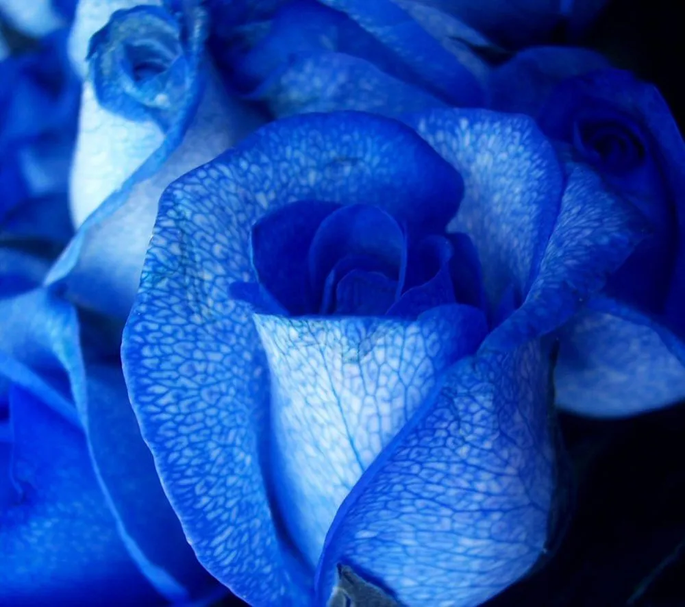 ROSAS AZULES