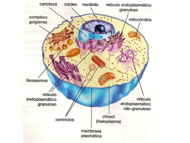 aula-citologia-eja-15-728.jpg? ...