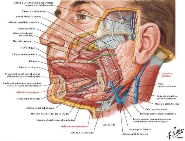 Aula sistema digestório pedro