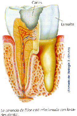 Aula Virtual de Biología