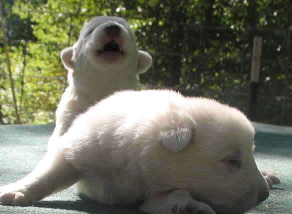 Por qué aullan los perros al escuchar ambulancias o sirenas ...