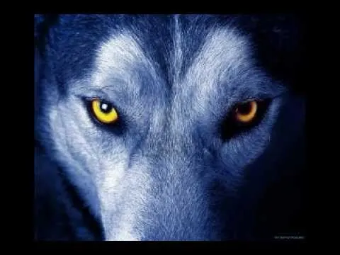 Aullido de lobo Real y musica By polo - YouTube Aullido de lobo Real y musica By polo - YouTube