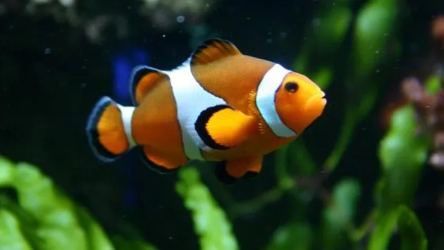 Aumento de CO2 en el mar afecta sistema nervioso de peces | Vida21 ... Aumento de CO2 en el mar afecta sistema nervioso de peces | Vida21 ...