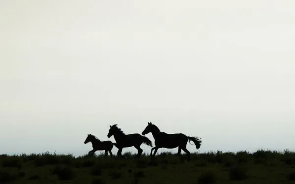 Australia autorizó la matanza de 10.000 caballos salvajes ... Australia autorizó la matanza de 10.000 caballos salvajes ...