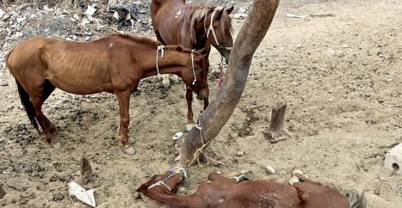 Australia comienza la matanza de 10.000 caballos salvajes para ... Australia comienza la matanza de 10.000 caballos salvajes para ...