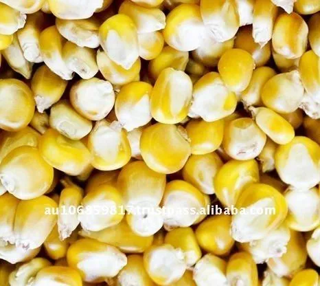 Australia orgánicos maíz grano ( amarillo )-Otros Alimentos ... Australia orgánicos maíz grano ( amarillo )-Otros Alimentos ...