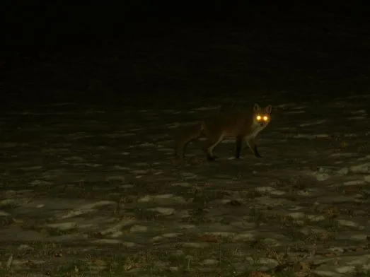 Auto'pistas en el paraíso de los osos de Cantabria | Rosa M. Tristán