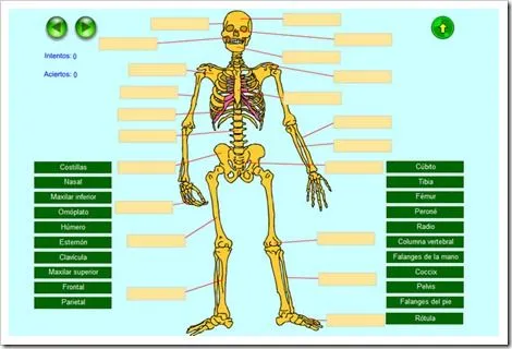 Autoevaluación 2. Esqueleto humano | JUGANDO Y APRENDIENDO