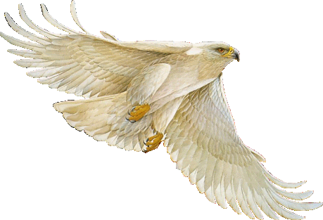 AVES GIF ANIMADOS | Tarjetas y Postales Cristianas Gratis. AVES GIF ANIMADOS | Tarjetas y Postales Cristianas Gratis.