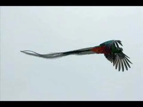 El ave más linda del mundo: El Quetzal - Taringa!