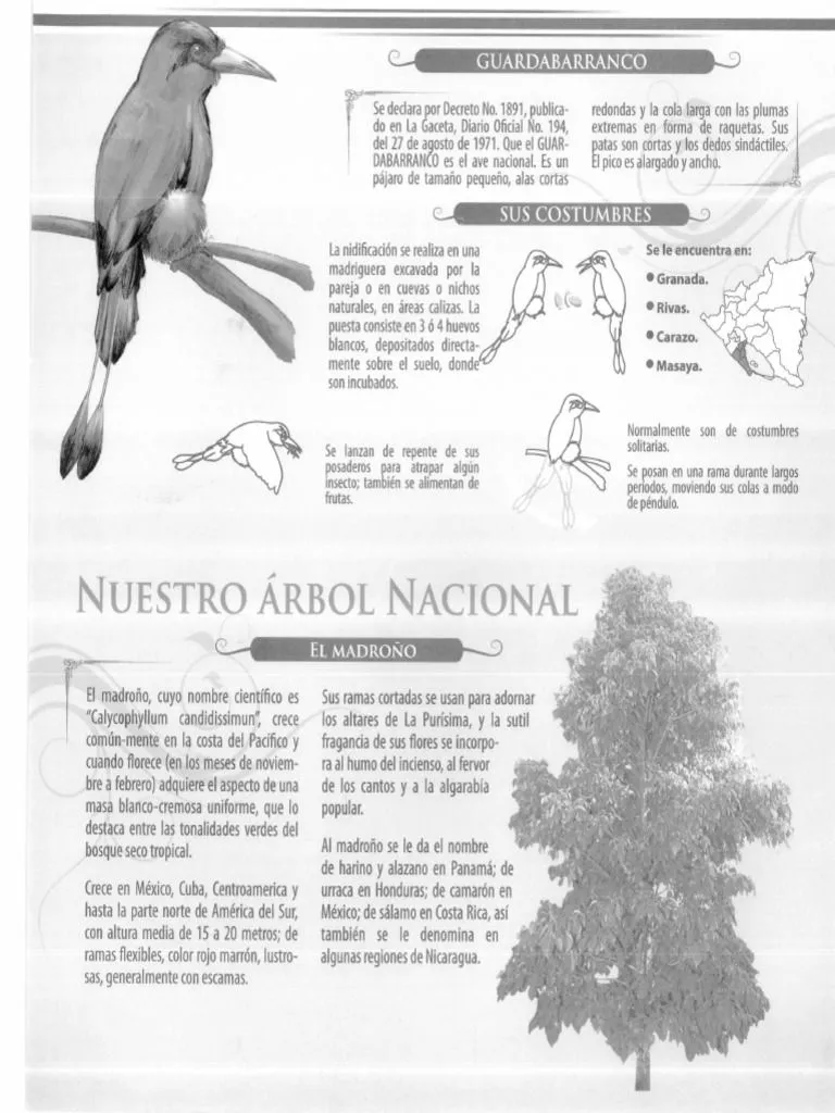 Ave Nacional | PDF
