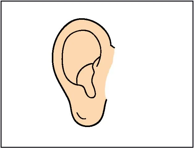 Oreja dibujo color - Imagui