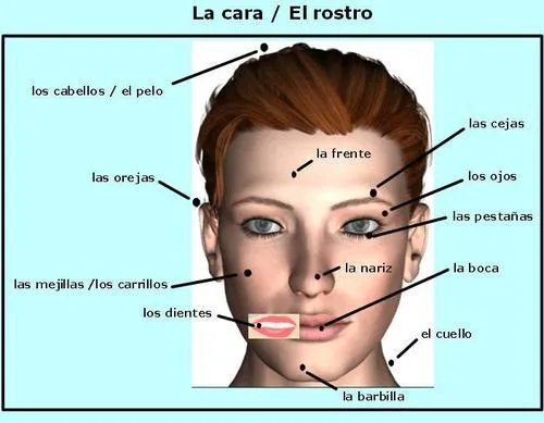 La gran aventura de Esteban | Partes del cuerpo y rostro La gran aventura de Esteban | Partes del cuerpo y rostro