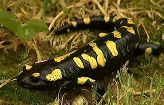La aventura del saber - La protección de los anfibios de Peñalara ... La aventura del saber - La protección de los anfibios de Peñalara ...