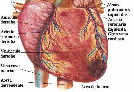 LAS AVERÍAS DEL SISTEMA CIRCULATORIO