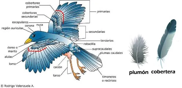aves