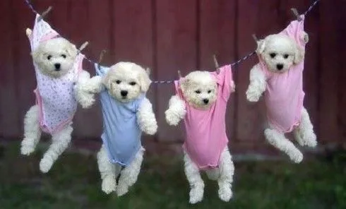 Aves | ANIMALES TIERNOS