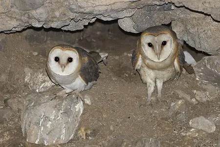 LAS AVES DE ASTURIAS » Estrigiformes (Búhos y lechuzas)