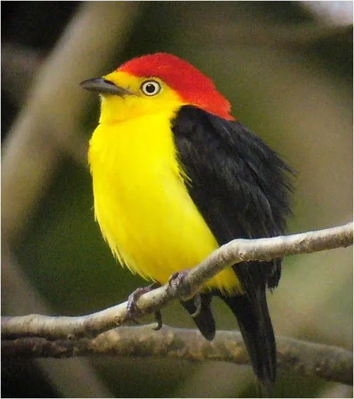 6 de las aves más bellas del planeta | LaReserva