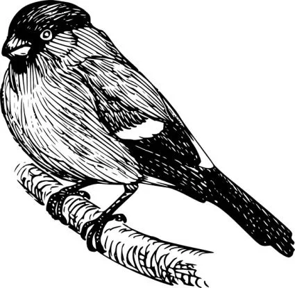 Aves en blanco y negro - Imagui
