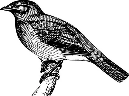 Aves en blanco y negro - Imagui