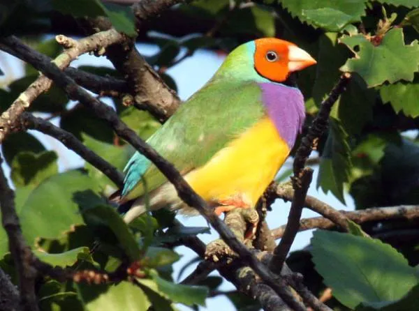 Aves | Blogcurioso