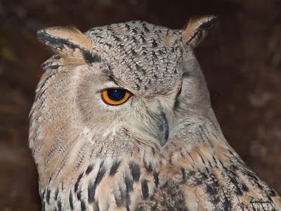 aves en cautividad: Buho Real Siberiano (bubo bubo sibiricus) aves en cautividad: Buho Real Siberiano (bubo bubo sibiricus)
