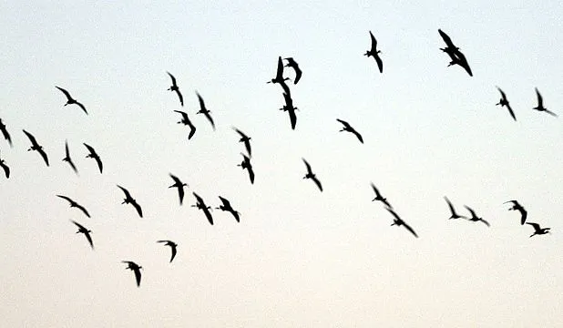 Aves de Cholila