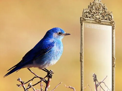 Las aves son ciegas al color azul Las aves son ciegas al color azul