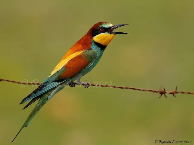 AVES Y ESTRELLAS: Explosión de color (para Silvia) AVES Y ESTRELLAS: Explosión de color (para Silvia)