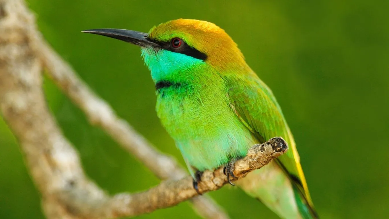 Aves exóticas - 1366x768 :: Fondos de pantalla y wallpapers