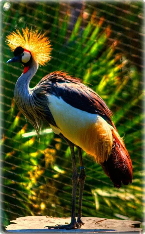 aves exoticas del mundo | Cuidar de tu mascota es facilisimo.com