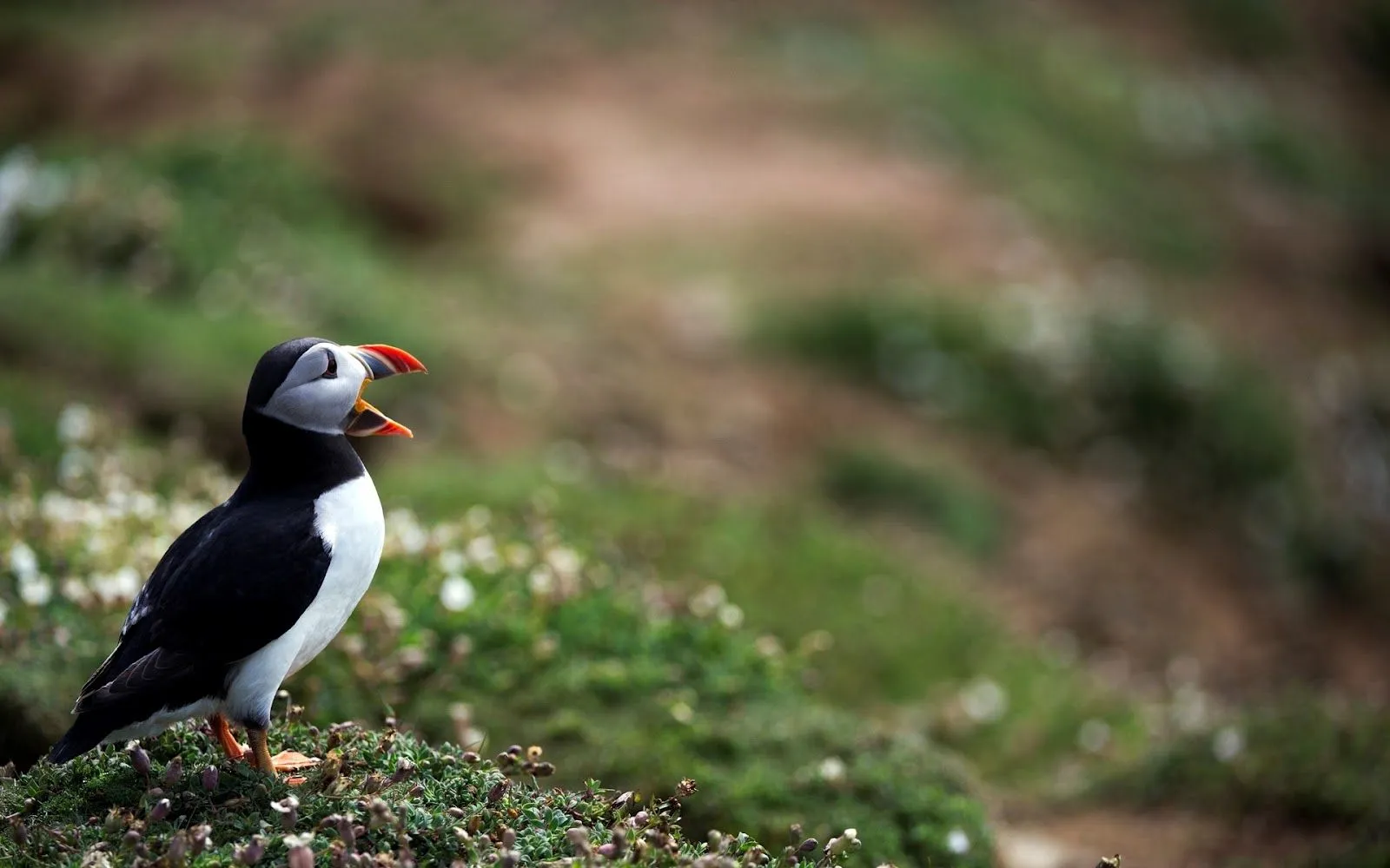 Imágenes de Aves Exóticas en HD | Fotos e Imágenes en FOTOBLOG X Imágenes de Aves Exóticas en HD | Fotos e Imágenes en FOTOBLOG X