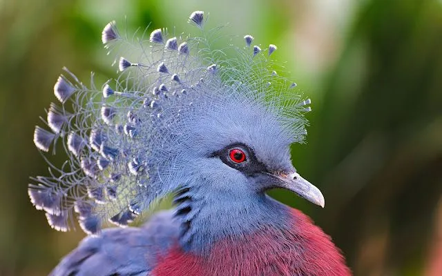 Aves exóticas - Imagui