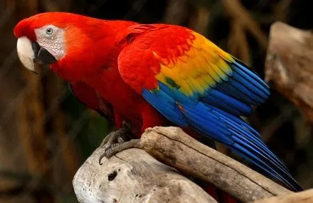 Aves exóticas | Un nuevo mundo por descubrir