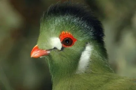 Aves Exóticas: Turaco