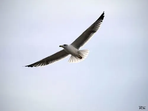 Aves Exoticas Volando