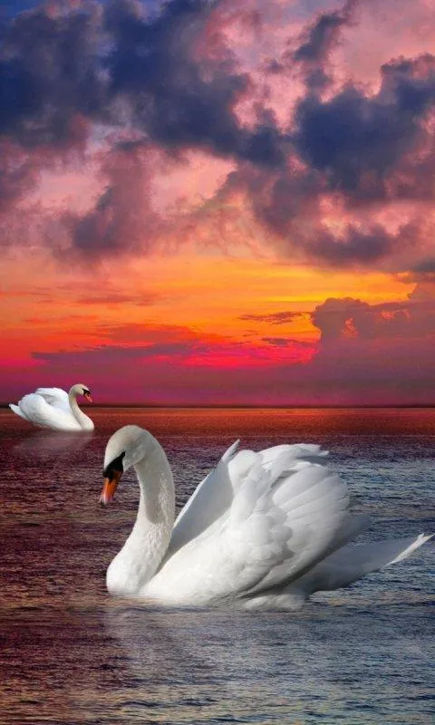 Aves Fondo animado - Aplicaciones de Android en Google Play Aves Fondo animado - Aplicaciones de Android en Google Play
