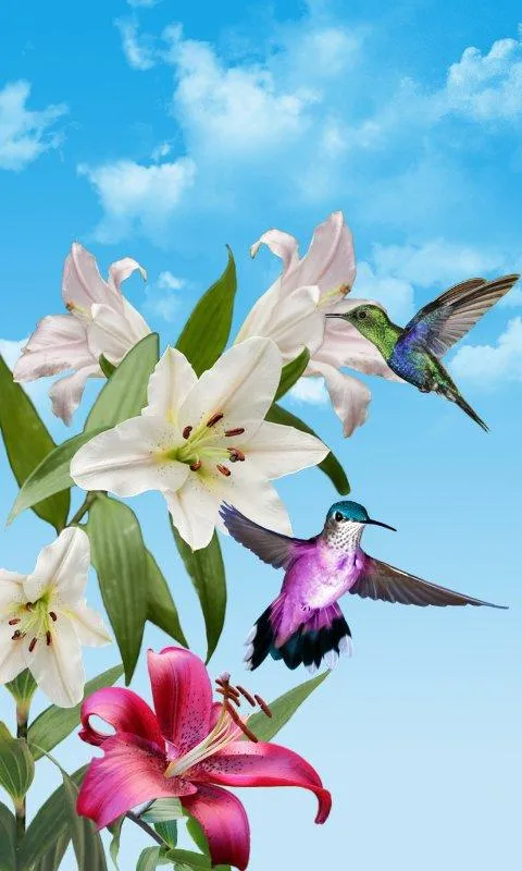 Las aves fondo de pantalla - Aplicaciones Android en Google Play Las aves fondo de pantalla - Aplicaciones Android en Google Play