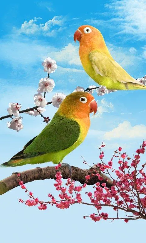 Aves Fondo animado - Aplicaciones de Android en Google Play Aves Fondo animado - Aplicaciones de Android en Google Play