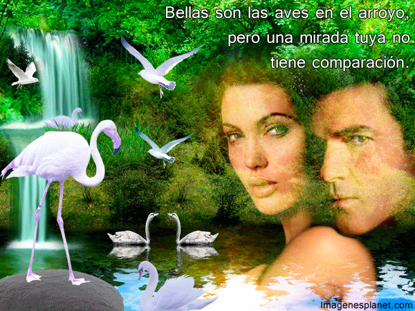 imagenes-de-aves-y-parejas-con ...