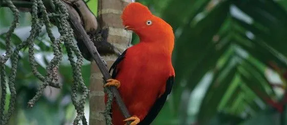 Aves | Inkaterra