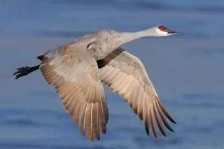 Aves Marinas | Fotos y Vectores gratis